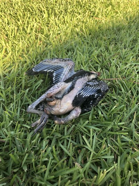 I was devastated. . Headless birds in my yard